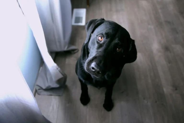 Nell'immagine, il primo piano su un cane nero che guarda verso l'obiettivo.